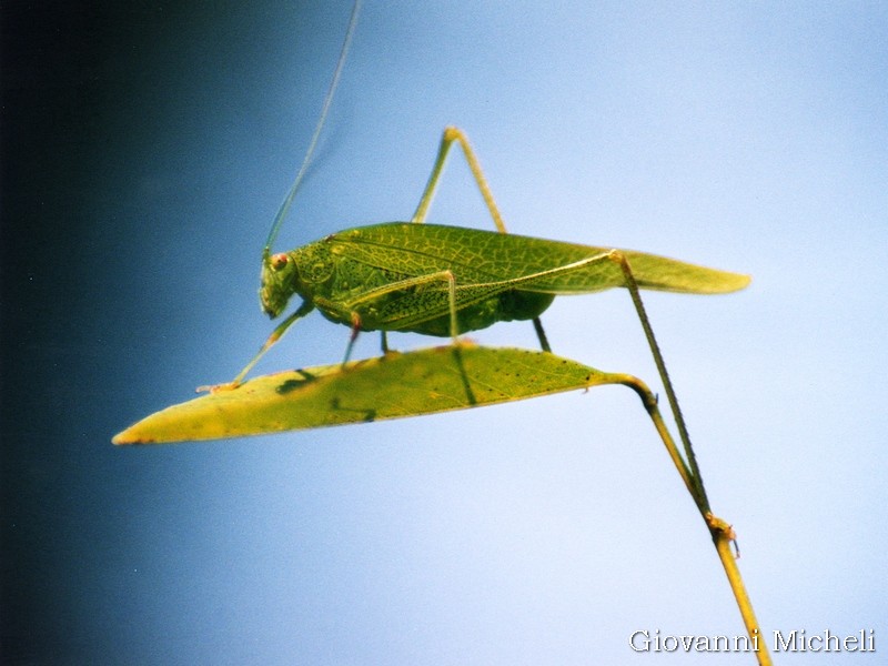 Phaneroptera sp. (nana o falcata)